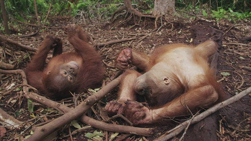 Orangutan Jungle School Season 2 Episode 10 - Born to Be Wild