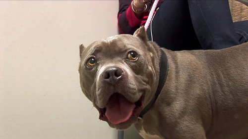 Pit Bulls and Parolees Season 3 Episode 3 - New Blood