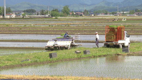 Japanology Plus Season 5 Episode 18 - Rice Cultivation