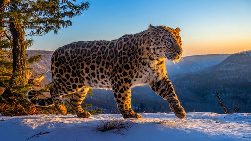 Frozen Planet II Season 1 Episode 5 - Frozen Lands
