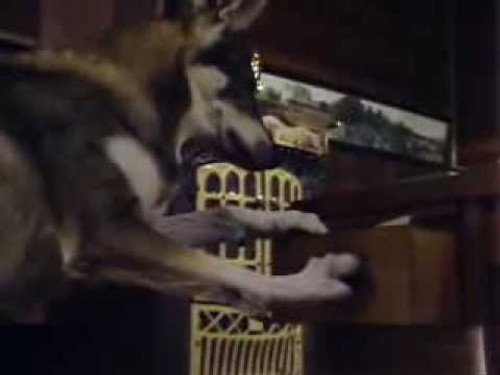 The Littlest Hobo Season 2 Episode 9 - The Hunt