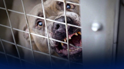 Panorama Season 74 Episode 12 - Dangerous Dogs: Is the Ban Working?