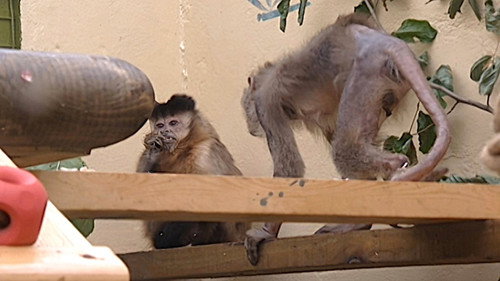 Monkey Business Season 5 Episode 6 - Episode 6