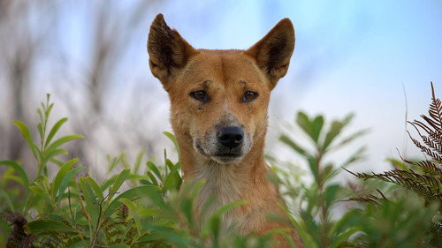 Nature Season 41 Episode 7 - Dogs in the Wild: Meet the Family