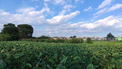 Dive in Tokyo Season 5 Episode 18 - Kodaira – Savoring a Taste of Country Life
