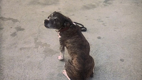 undefined Season 1 Episode 8 - The Ugliest Dog in Hawaii