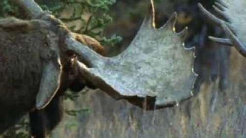Natural World Season 22 Episode 12 - A Moose Named Madeline