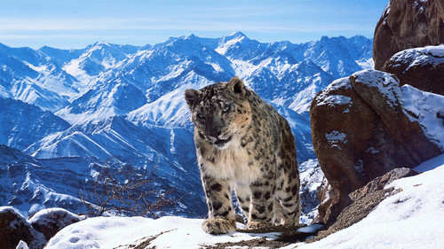 Planet Earth II Season 1 Episode 2 - Mountains