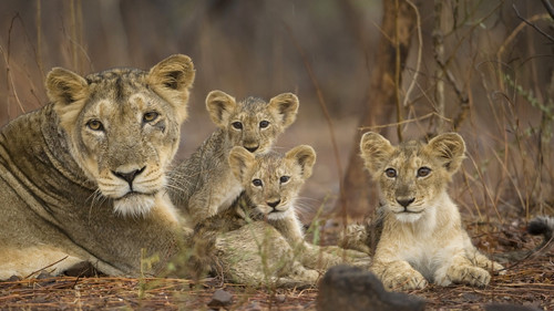 Secrets of Wild India Season 1 Episode 3 - Desert Lions