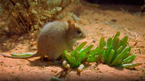 World's Most Toxic Animals Season 1 Episode 2 - Forest & Grasslands