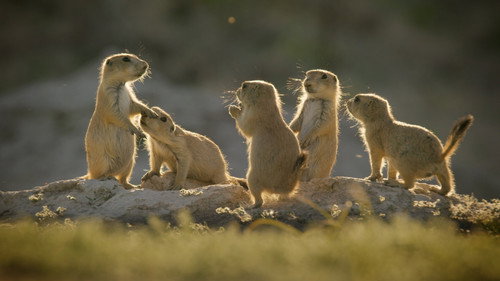 Wild Animals Babies Season 1 Episode 3 - Outnumbered