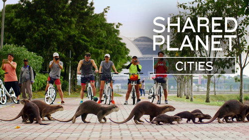 The Nature of Things Season 64 Episode 4 - Shared Planet: Cities