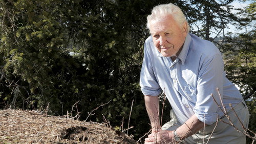 Natural World Season 37 Episode 8 - Attenborough and the Empire of the Ants