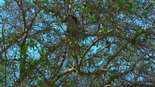 Gangs of Lemur Island Season 1 Episode 5 - The Berenty Dynasty