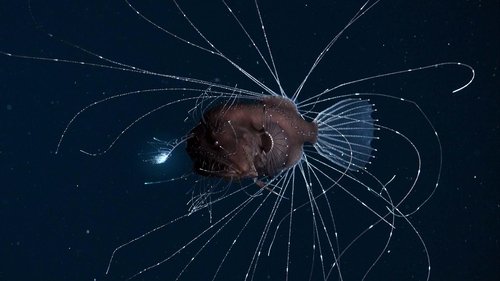 Our Planet Season 1 Episode 6 - The High Seas