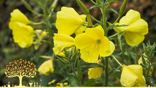 Gardeners' World Season 54 Episode 19 - Episode 19