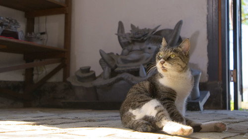 A Cat's-Eye View of Japan Season 1 Episode 7 - Sanuki: A Kitty's Favorite Udon