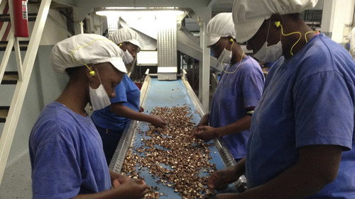 How Do They Do It? Season 12 Episode 13 - Macadamia Nuts, Tap Water, Crowd Barriers