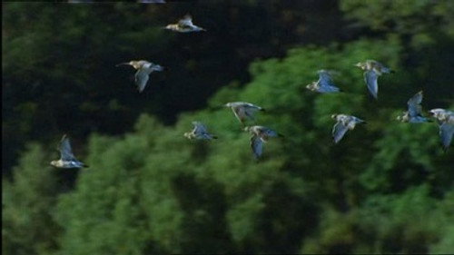 Natural World Season 24 Episode 2 - Eagle Island