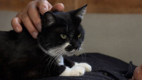 A Cat's-Eye View of Japan Season 5 Episode 1 - Aomori: Looking for Attention