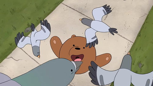 Pigeons still