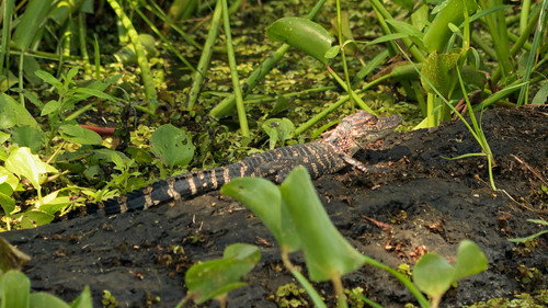 Swamp People Season 14 Episode 9 - Hungry, Hungry Gators