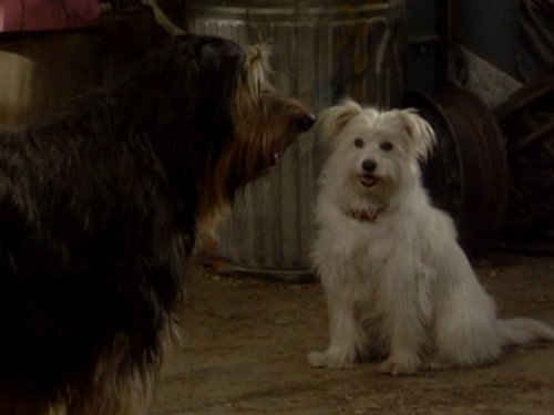 undefined Season 5 Episode 14 - Look Who's Barking