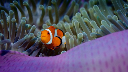 Reef School Season 1 Episode 20 - Tidy Treasure