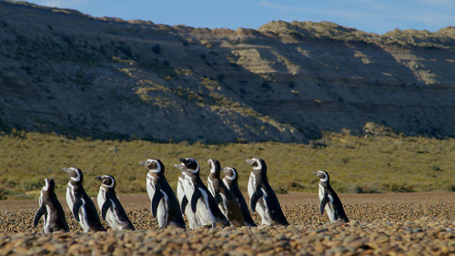 Patagonia: Life on the Edge of the World Season 1 Episode 1 - The Desert Coast