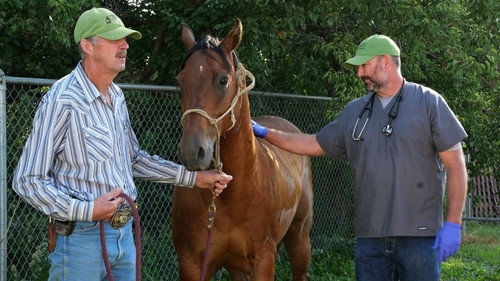 Heartland Docs, DVM Season 3 Episode 4 - The Cat's Meow