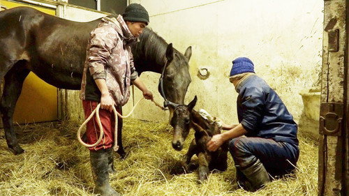 Where We Call Home Season 2 Episode 9 - Vietnamese Vets and Hokkaido Horses