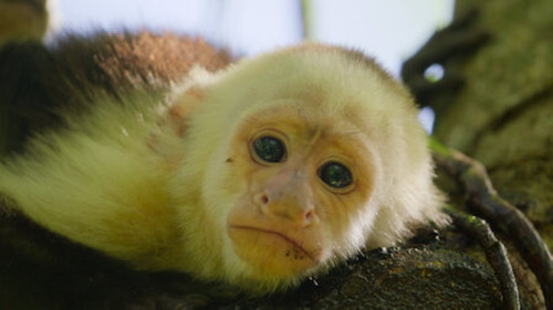 Wild Babies Season 1 Episode 4 - Big Families