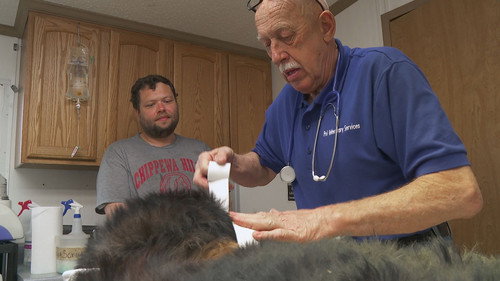 The Incredible Dr. Pol Season 2 Episode 5 - Holy Bat Attack!
