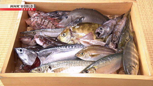 Japanology Plus mini Season 6 Episode 3 - Unused Fish