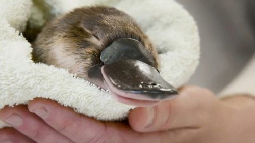 Crikey! It's the Irwins Season 3 Episode 5 - Wildlife Hospital Warriors