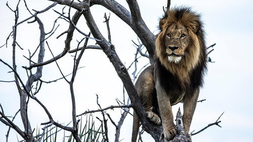 Nature Season 38 Episode 5 - Okavango: River of Dreams: Limbo