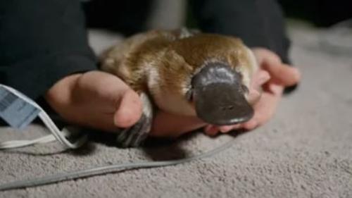 Platypus Emergency