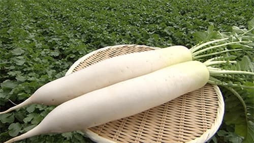 Daikon