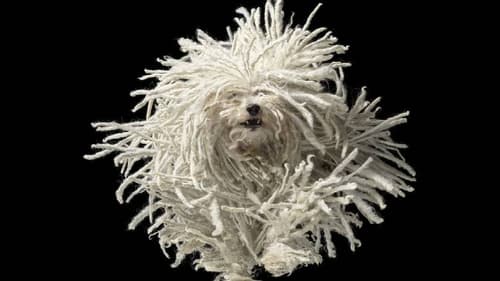 Tim Flach