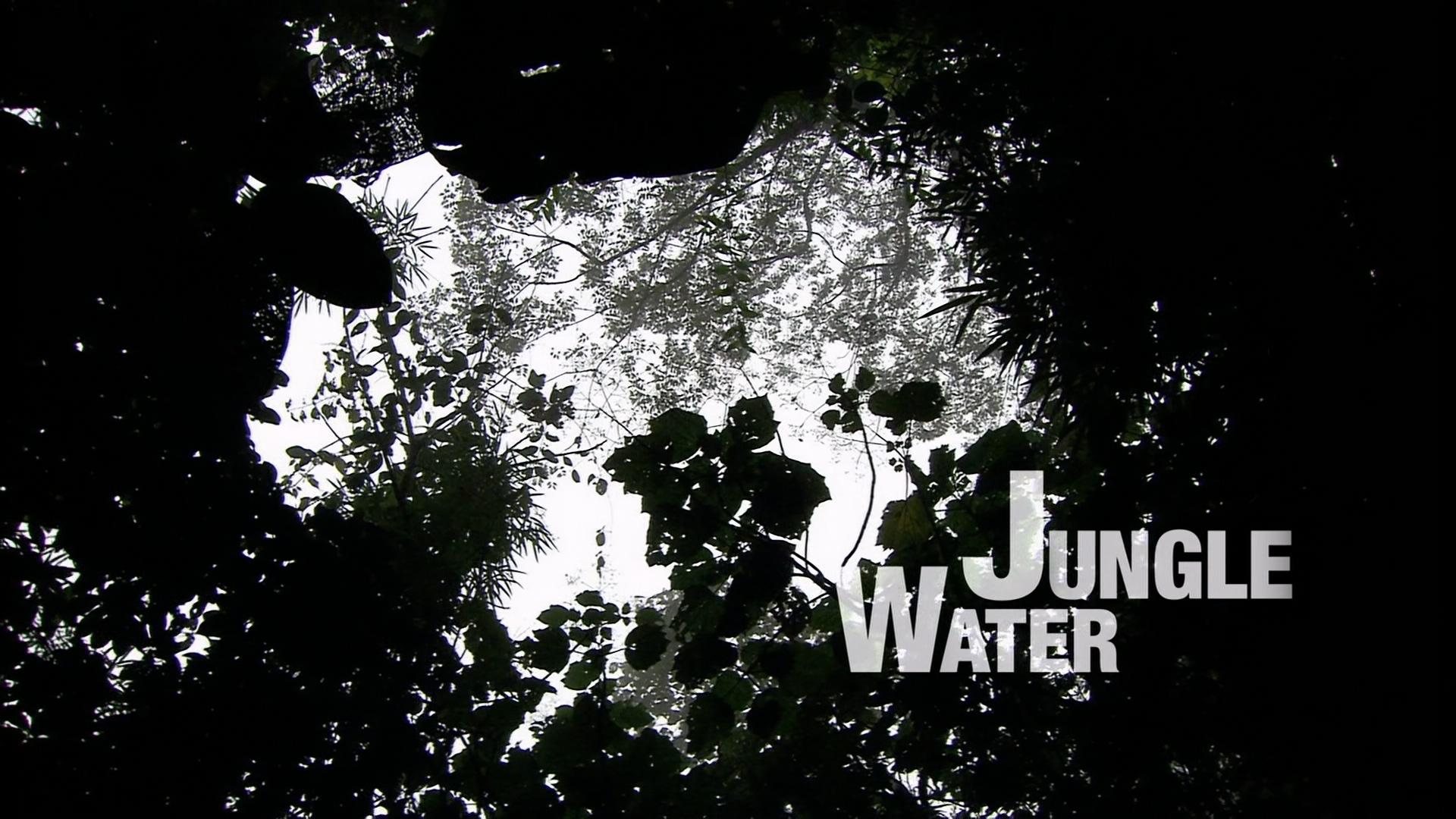 Jungle Water