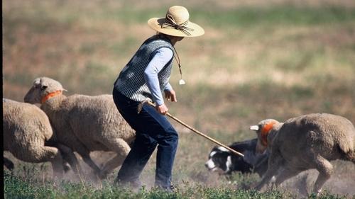 The Meeker Classic Sheepdog Trials