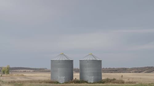 Canola Caper