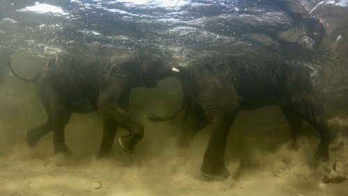 Background image for Okavango