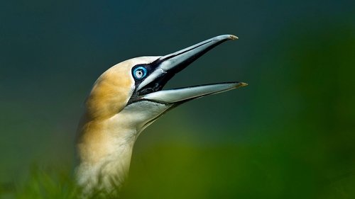 Background image for Seabirds