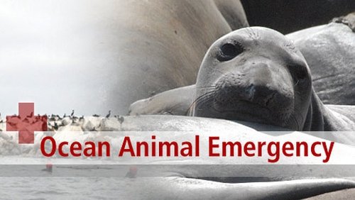 Background image for Ocean Animal Emergency