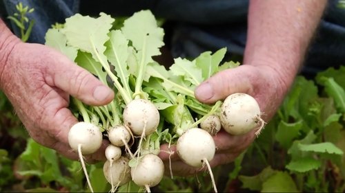 Background image for Turnips: The Roots
