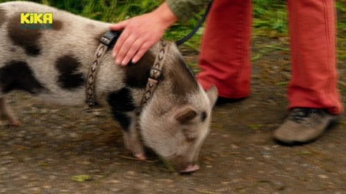Background image for Schwein – Die superschlaue Mini-Sau