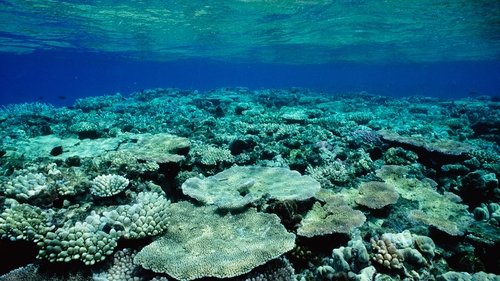 Background image for Great Barrier Reef