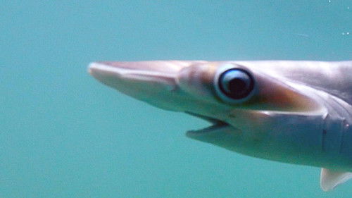 Background image for Costa Rica: Shark Defenders