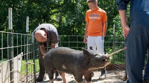 Background image for My Fair Piggy